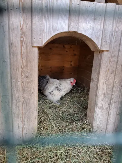 Seidenhahn zu Verschenken