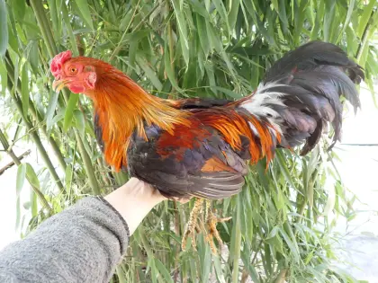 Vergebe Buschhuhn-Paar (Deutsches Buschhuhn)