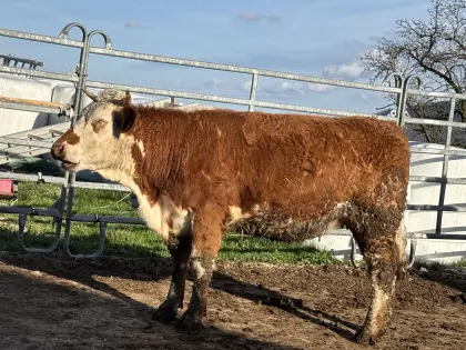 Verkaufe Mutterkuh FV/LI