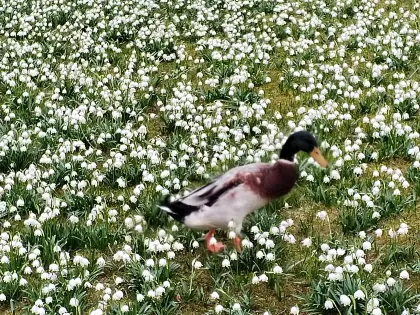 Laufentenerpel kostenlos abzugeben