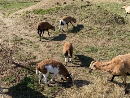 Kamerunschafe (Lämmer) männlich, weiblich