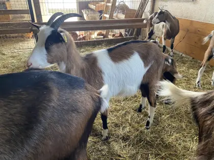 Steirische Scheckenziegen Kitze weiblich von 2025