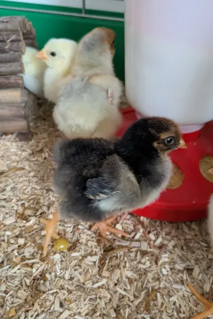 Zwerg-Wyandotten-Küken