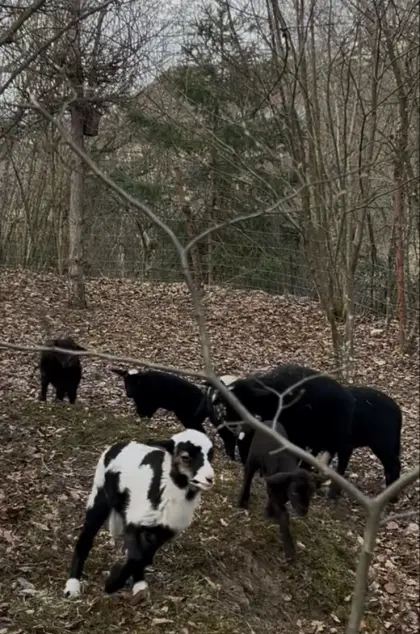 junge Lämmer zu verkaufen | viele verschiedene Rassen |