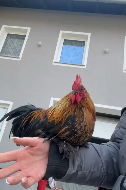 Federfüßige Zwerghühner Bruteier