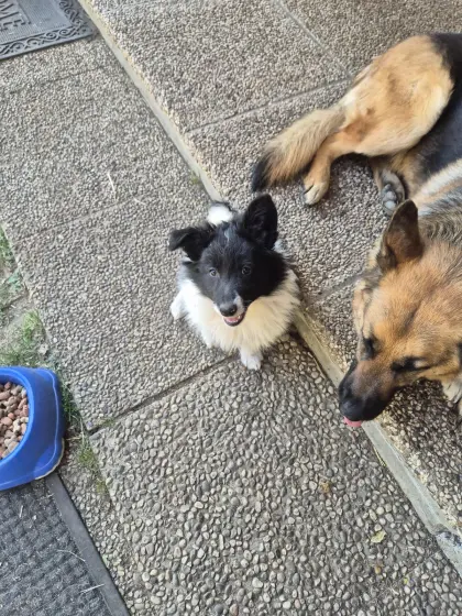 Hunde