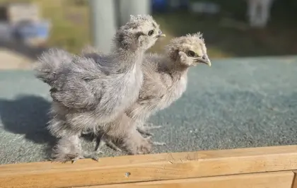 Seidenhühner Küken