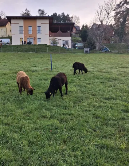 3 Jura-Lämmer weiblich