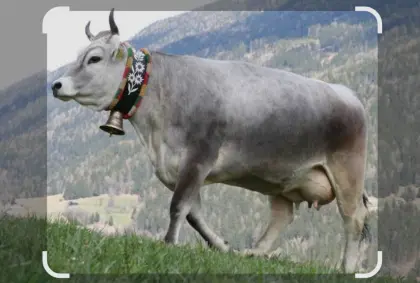 Tiroler Grauvieh
