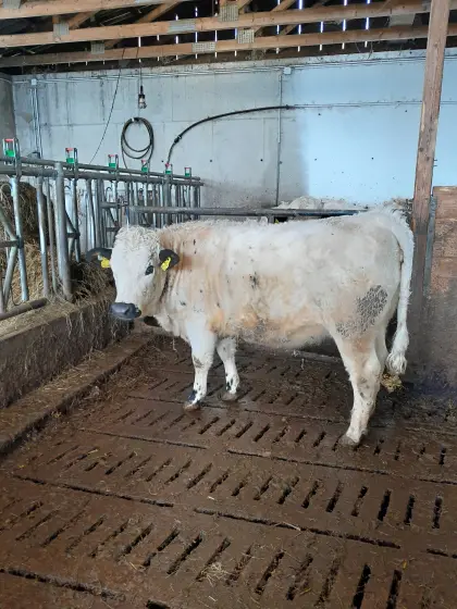 Pustertaler Sprinzen Kalbin BIO