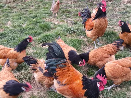 Bruteier: Vorwerk, Altsteirer, Araucana, Lakenfelder, Enten