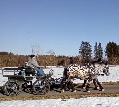 12-jähriger Noriker Wallach