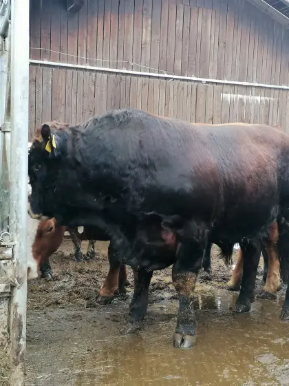 Aubrac Stier