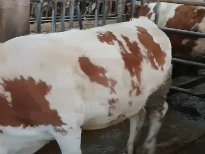 Trächtige Bio Fleckviehkalbin