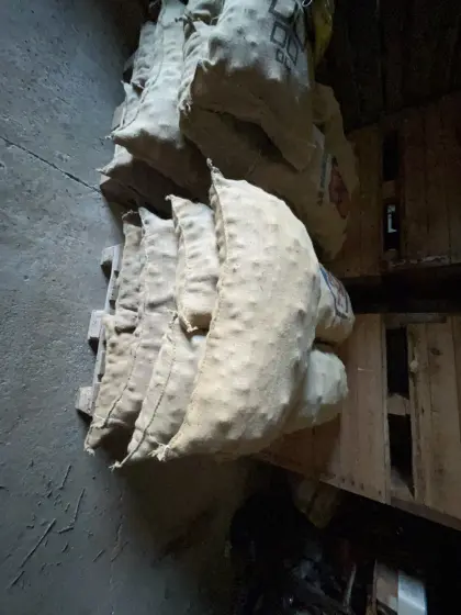 Ditta Kartoffelsaatgut