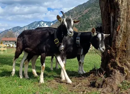 Bündnerstrahlenziege