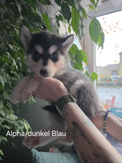 Sibirien Husky Welpen
