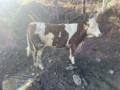 Fleckvieh Kalbinnen, FL