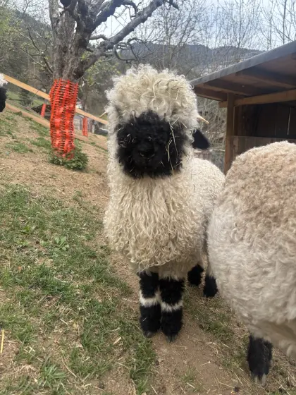 Walliser-Schwarznasenbock