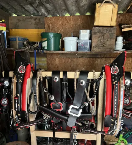 Kummetgeschirr für noriker komplett