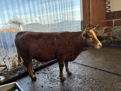 Verkaufe Mutterkuh FV/LI