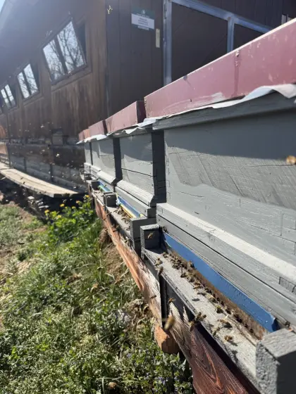 Bienen-Jungvölker Carnica