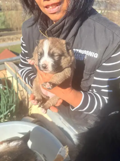 Welpen, Tiroler Bergspitz