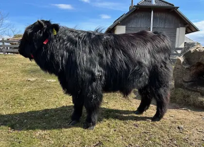 3 TOP Zuchtbullen abzugeben