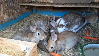 Scheck-Mischlinge Kaninchen