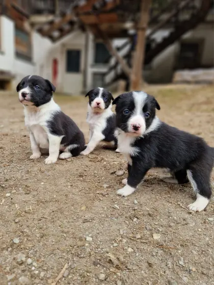 Bordercollie-Spitz-Mischlinge