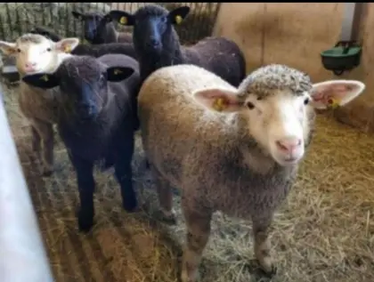 Suche das ganze Jahr Lämmer und Altschafe