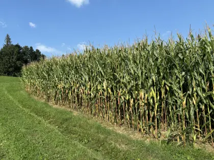 Suche Pachtgrund Acker und Grünland