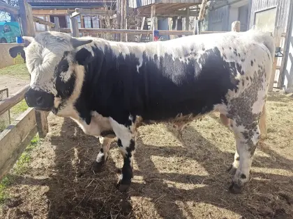 Pustertaler Sprinzen Stier Valentino PSS