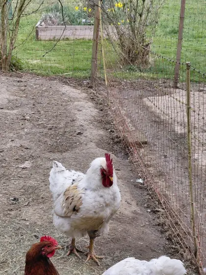 Hähne zum Verschenken