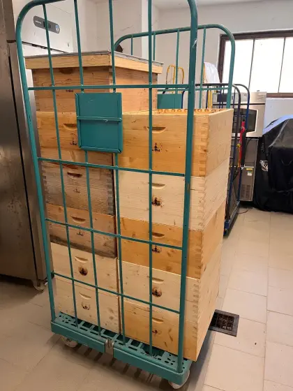 Sewol Vollzargen im Zander Maß