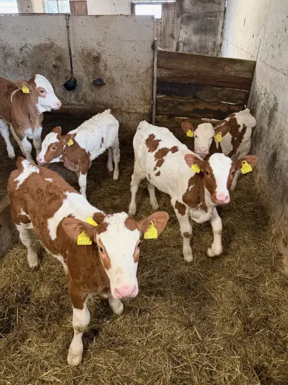 BIO Zuchtkälber weiblich zu verkaufen