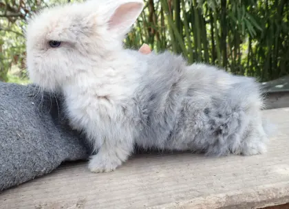 Vergebe Zwerglöwenkopf mindestens paarweise (Kastrat+Häsin)