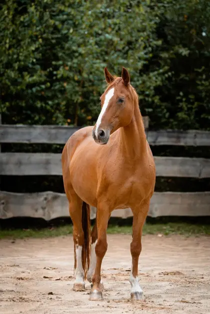 Wunderschöne bayr. Warmblutstute