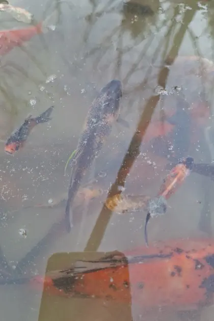 Shubunkin/Goldfische