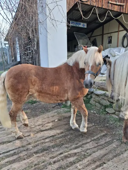 Haflingerstute Fortuna