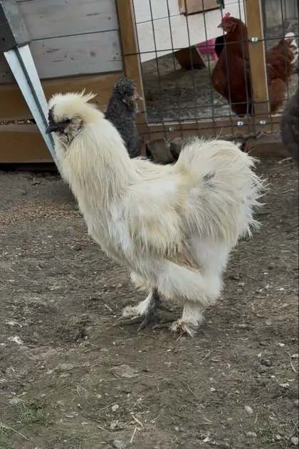 Seidenhahn „Hannes“ sucht neue Mädelsgruppe