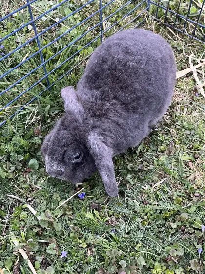 Rex Zwergwidder Häsin