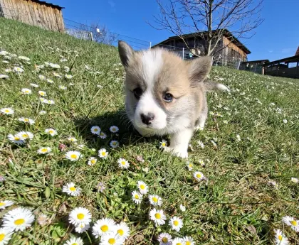 Welsh Corgi Pembroke Welpen