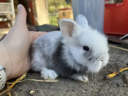 5 männliche Zwergkaninchen
