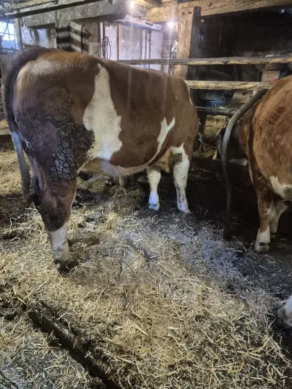 Verkaufe 2 trächtige reine Fleckvieh Kalbinnen Anbindehaltung