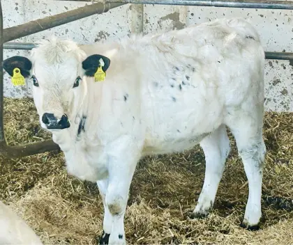 Bio Pustertaler Sprinzen