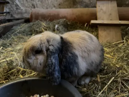 2 Zwergwidder abzugeben