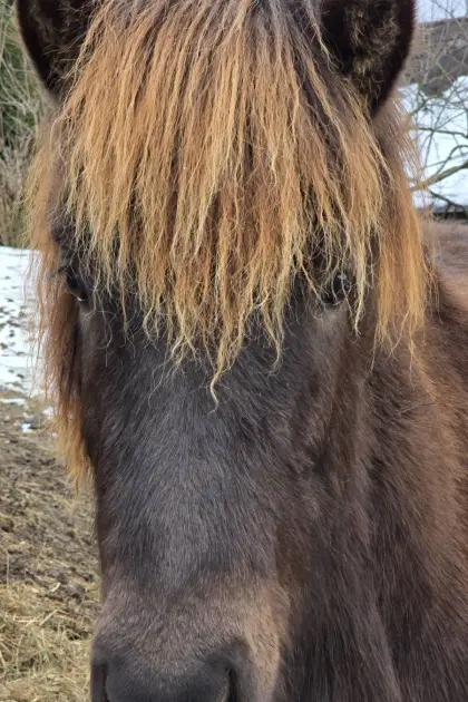 Fescher junger Isländerhengst