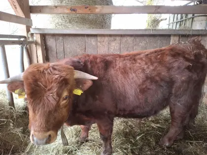 Verkaufe Dexter Rinderherde