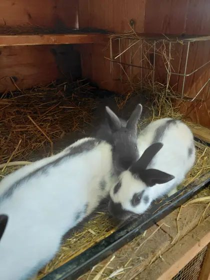 Zwergkaninchen blau weiß